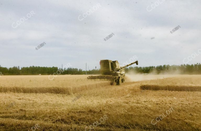 场景类：小麦收割